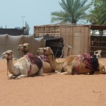 10151892_10203150588756869_5752848128788093307_n